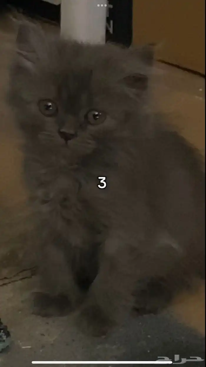 قطه وأطفالها 3 3