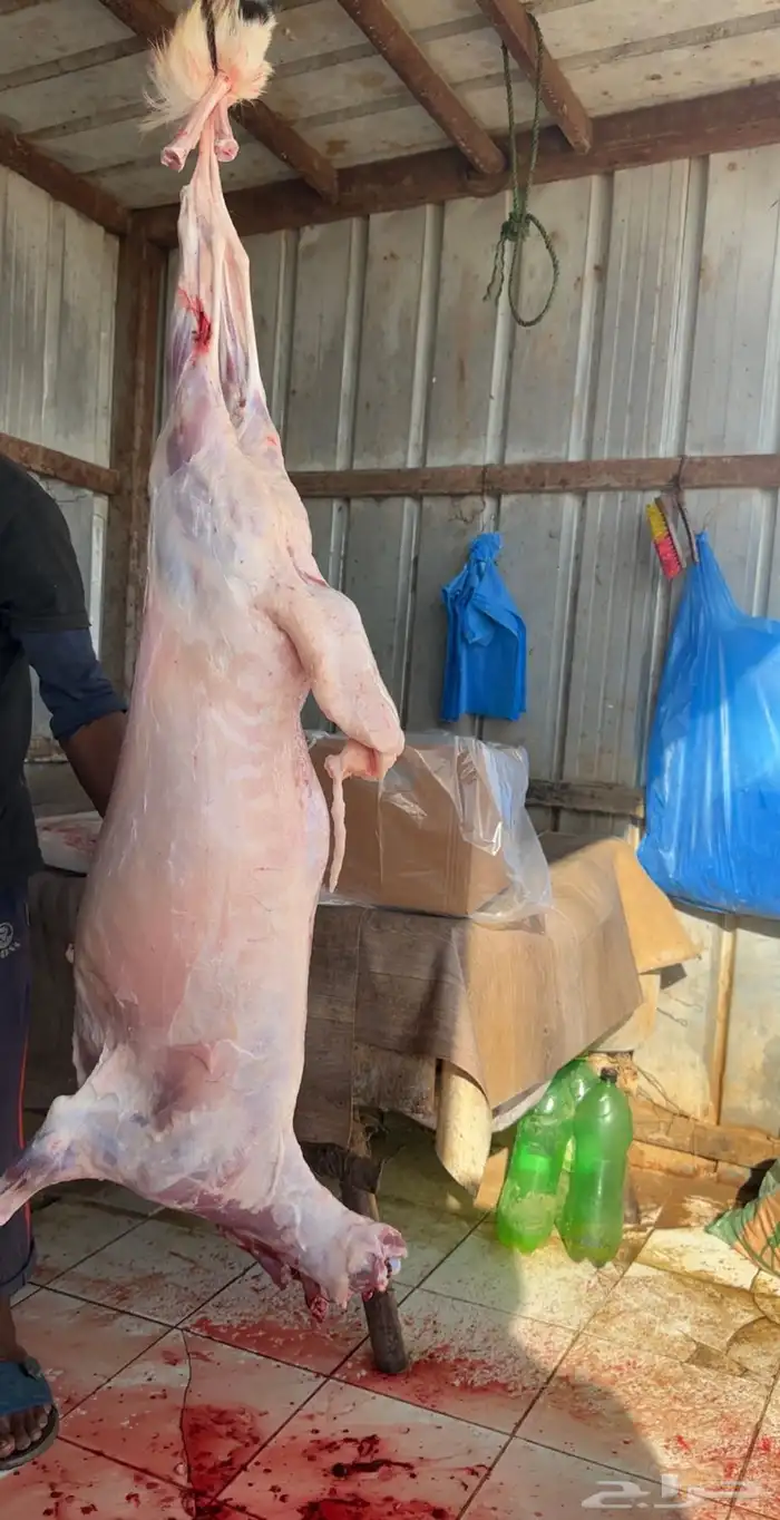 ذبايح فاخرة 4