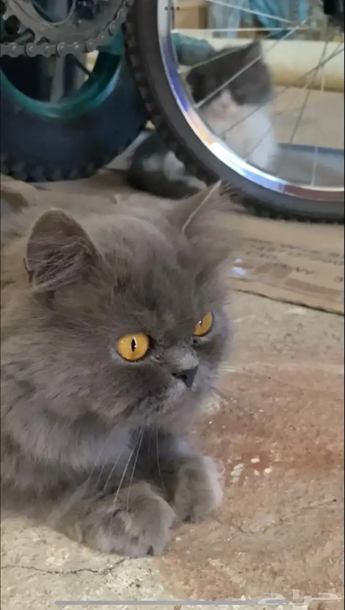 قطه وأطفالها 3 4