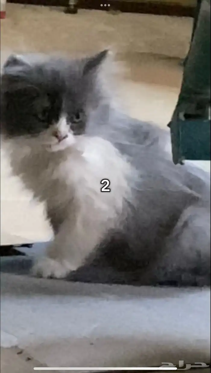 قطه وأطفالها 3 2