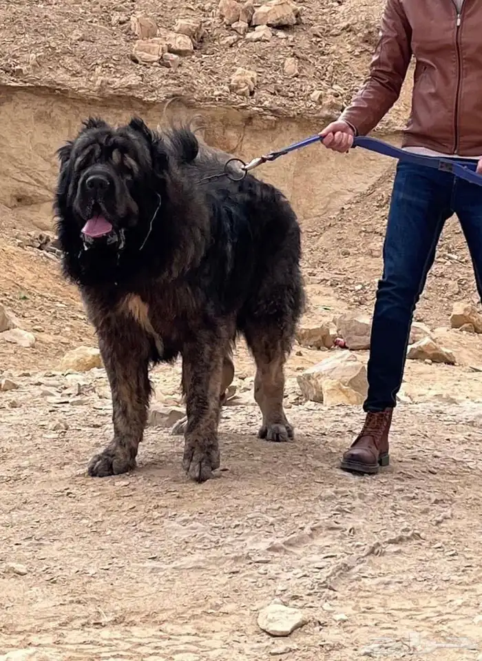 قوقازي   كوكي ن 3