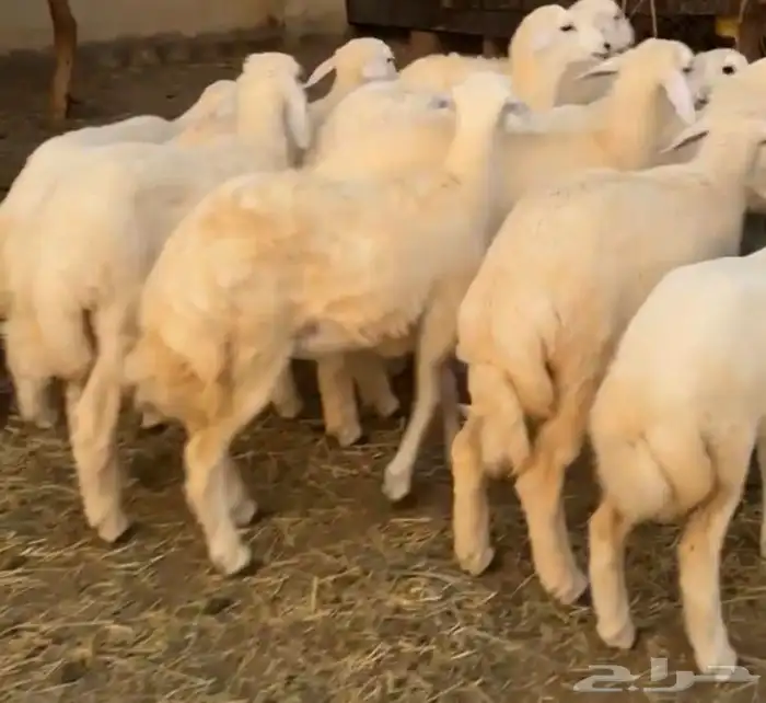 طليان حريه للبيع 1