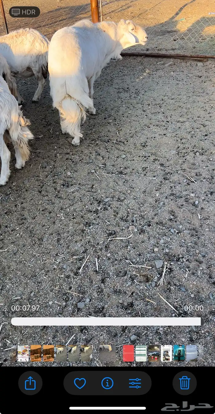 فحل جامع شبب 3