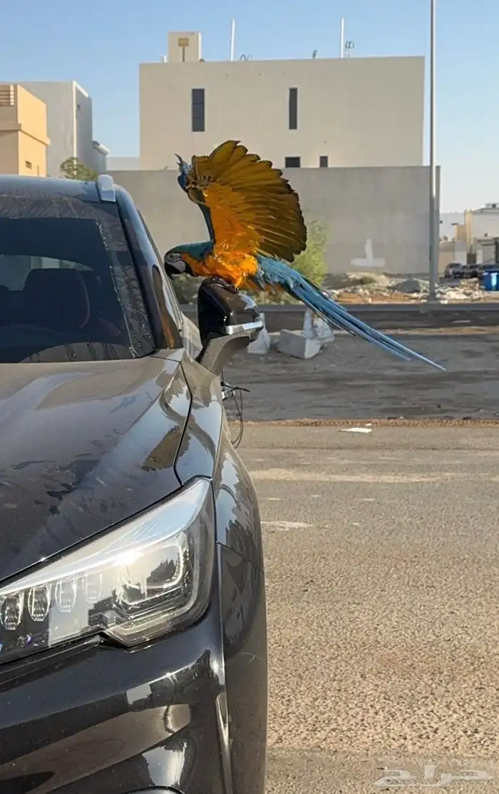 بغبغان مكاو 3