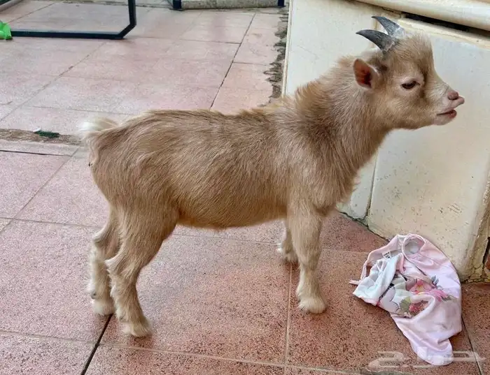 ماعز قزمي للبيع مع جميع الاغراض الشخصيه 3