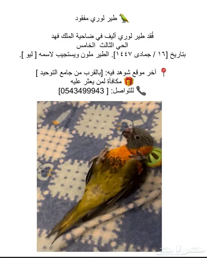 طير لوري مفقود ضاحية الملك فهد 0