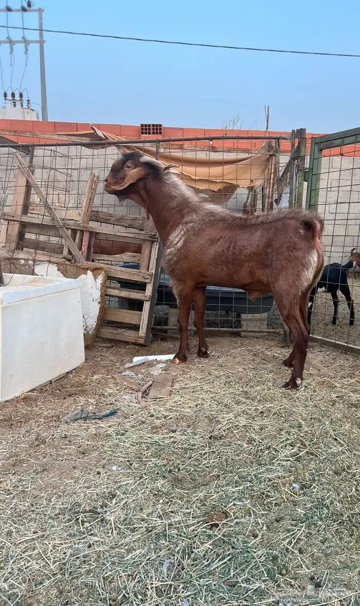 تيس محايلي 1