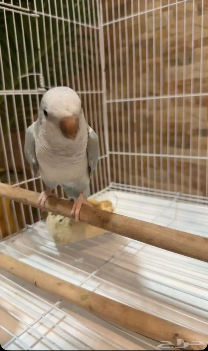 طير ببغاء للبيع كويكر ازرق مع القفص ومستلزمات 6