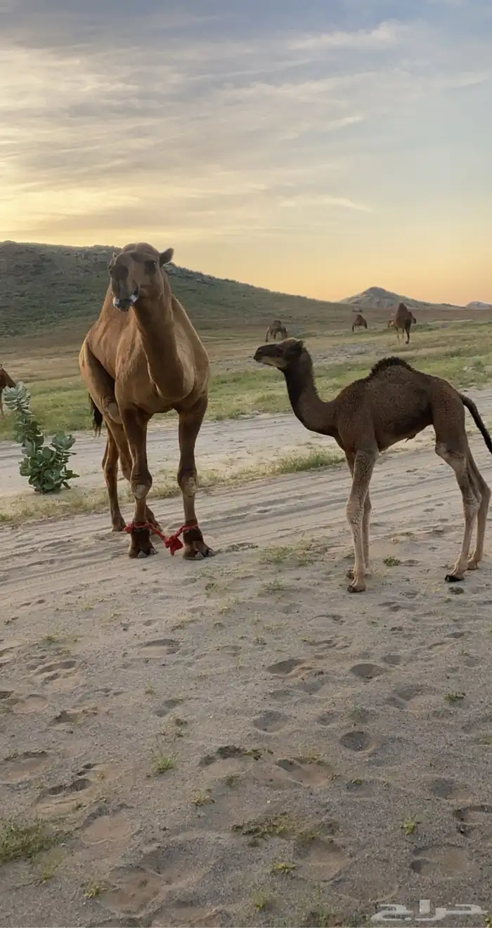 بعير احمر كفو 4