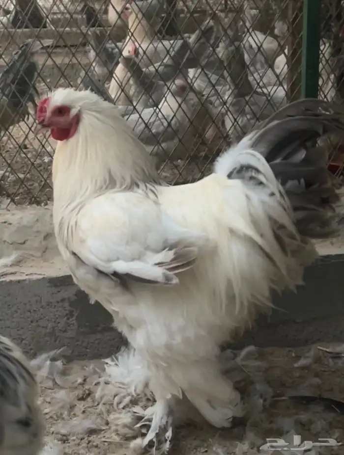 ديك براهما 0