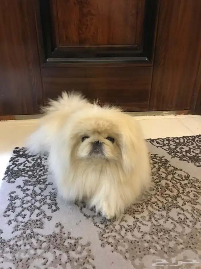 كلب بيكنيز بيور 1