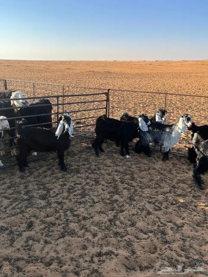 جفرات عوراض العدد 8وتيس العمر 6شهور الموقع شمال طلحة 3