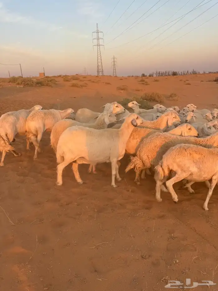 للبيع حريات ومعزاء 2