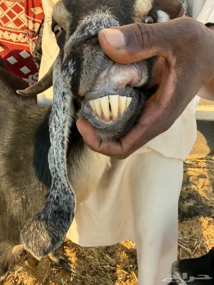 معزاء عوارض طيبه تم البيع 3