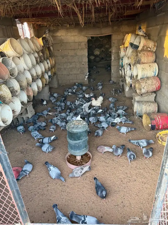 حمام زاجل   بلدي 1