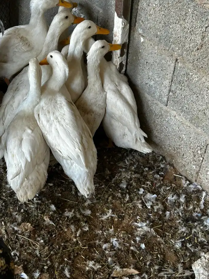 البيع بط بكيني 0