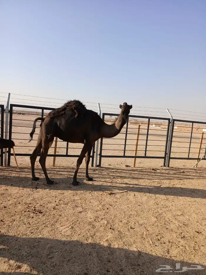 مجهم لقحه اقبل البدل بصفرا 7