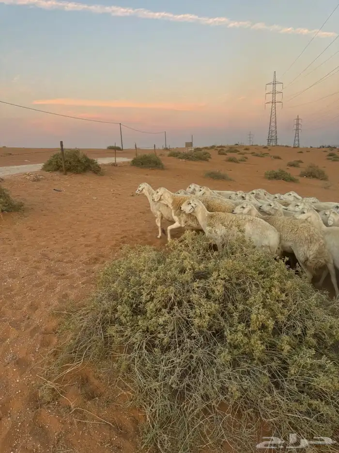 للبيع حريات ومعزاء 12