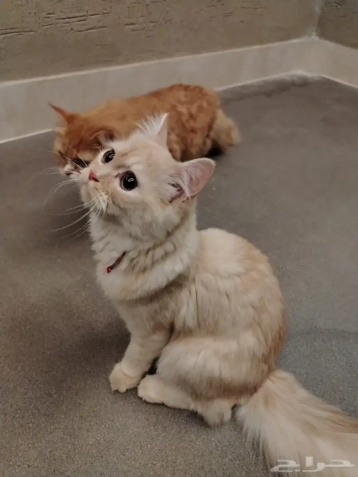 قطط اليفة للتبني بدون مقابل 4