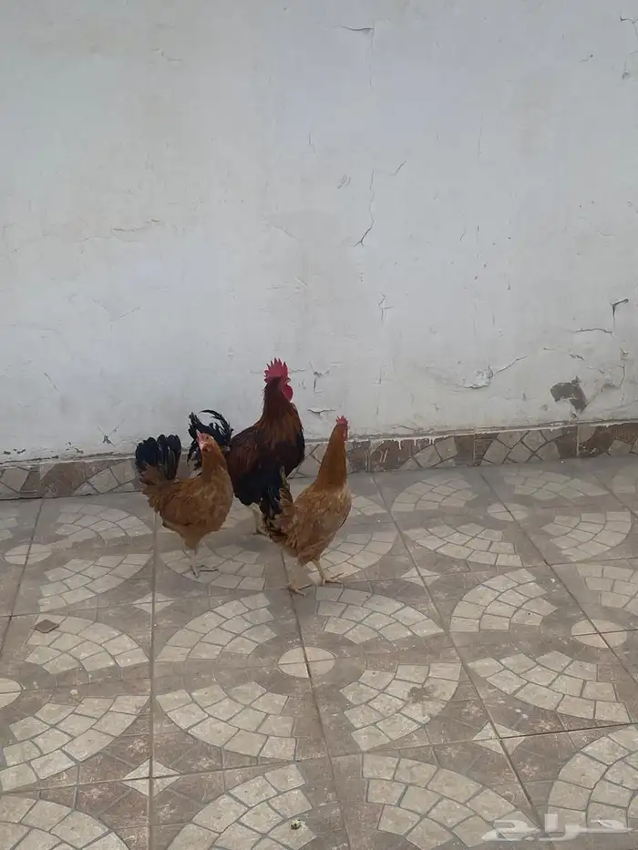 دجاجتين وديك مع قفصها 0