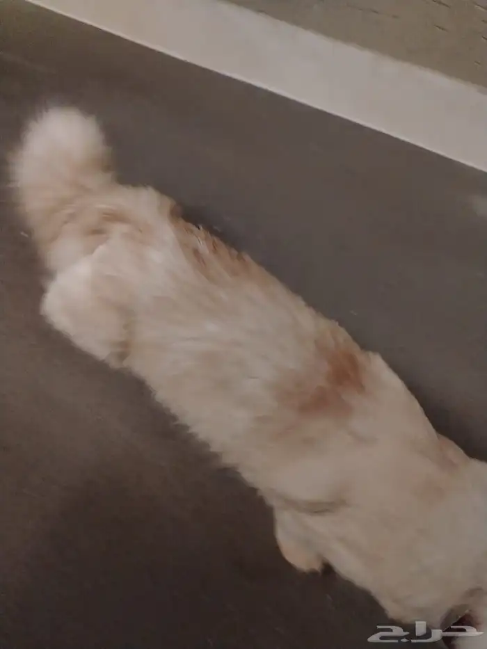 قطط اليفة للتبني بدون مقابل 0