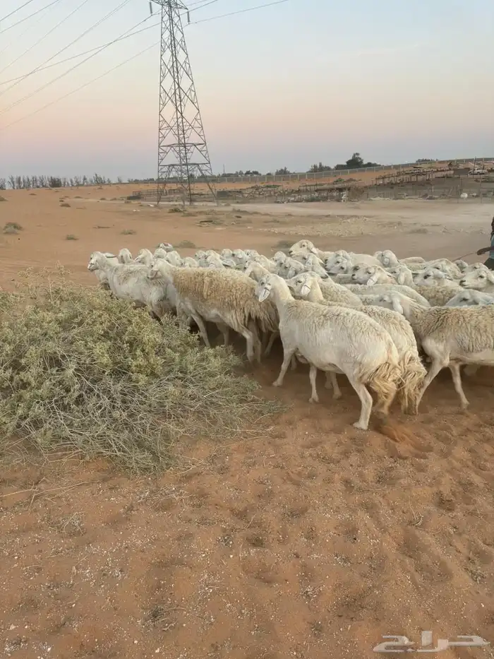 للبيع حريات ومعزاء 11