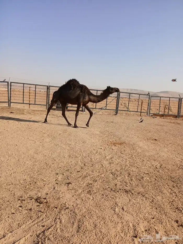 مجهم لقحه اقبل البدل بصفرا 2