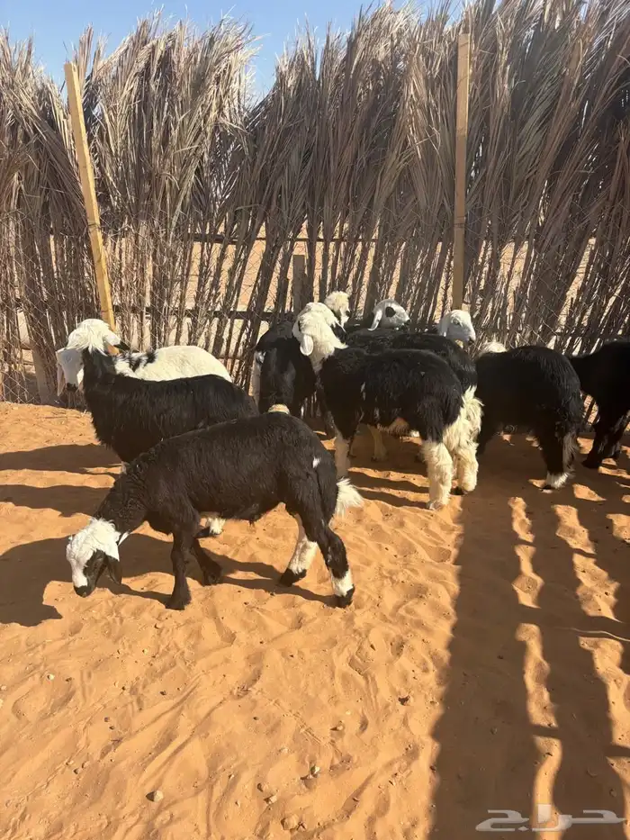 طلين ورحال نجد 1