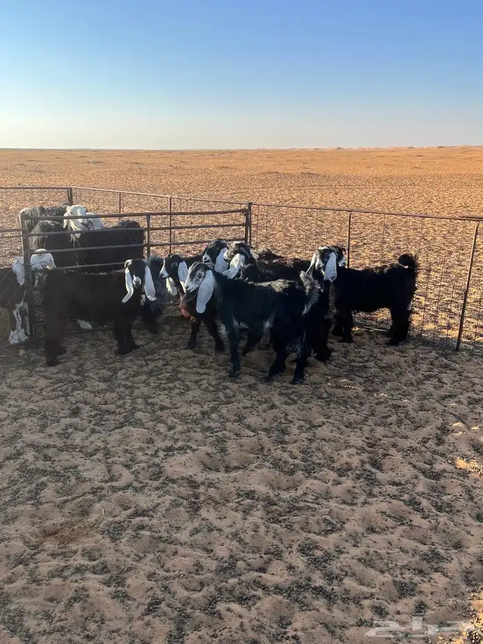 جفرات عوراض العدد 8وتيس العمر 6شهور الموقع شمال طلحة 4