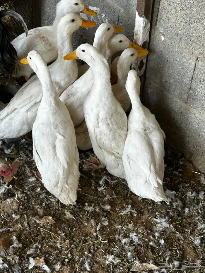 البيع بط بكيني 2