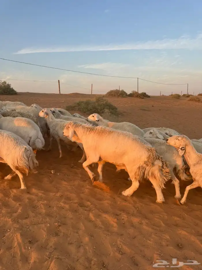 للبيع حريات ومعزاء 4