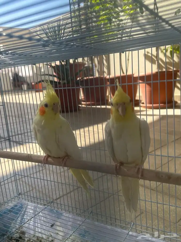 كروان ذكر و أنثى والفين على بعض سبق انتج صغار مع القفص 5