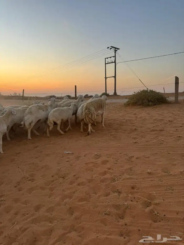 للبيع حريات ومعزاء 9