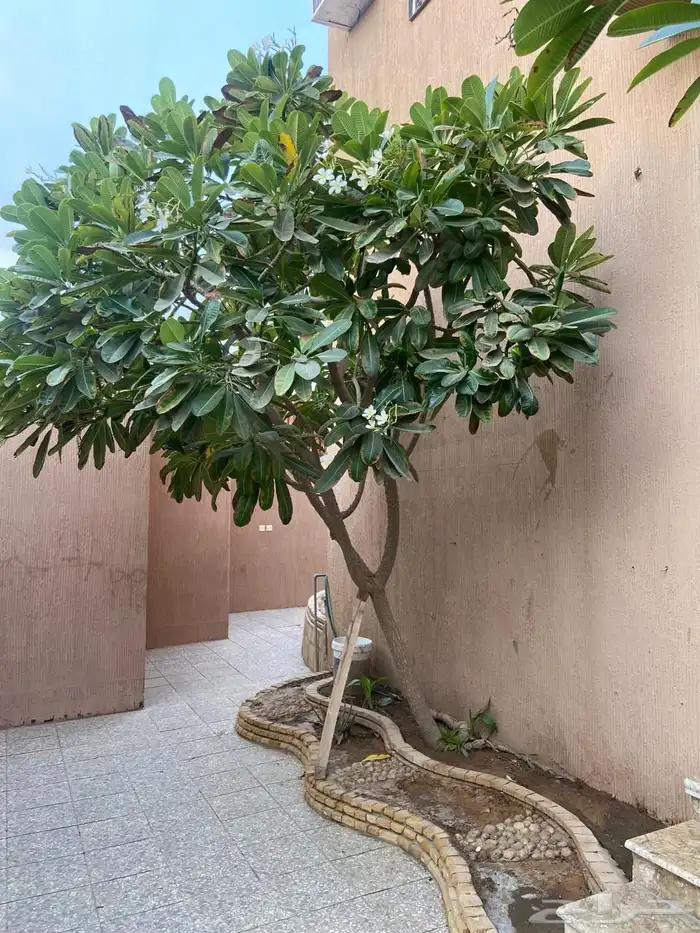 شقة للايجار 4