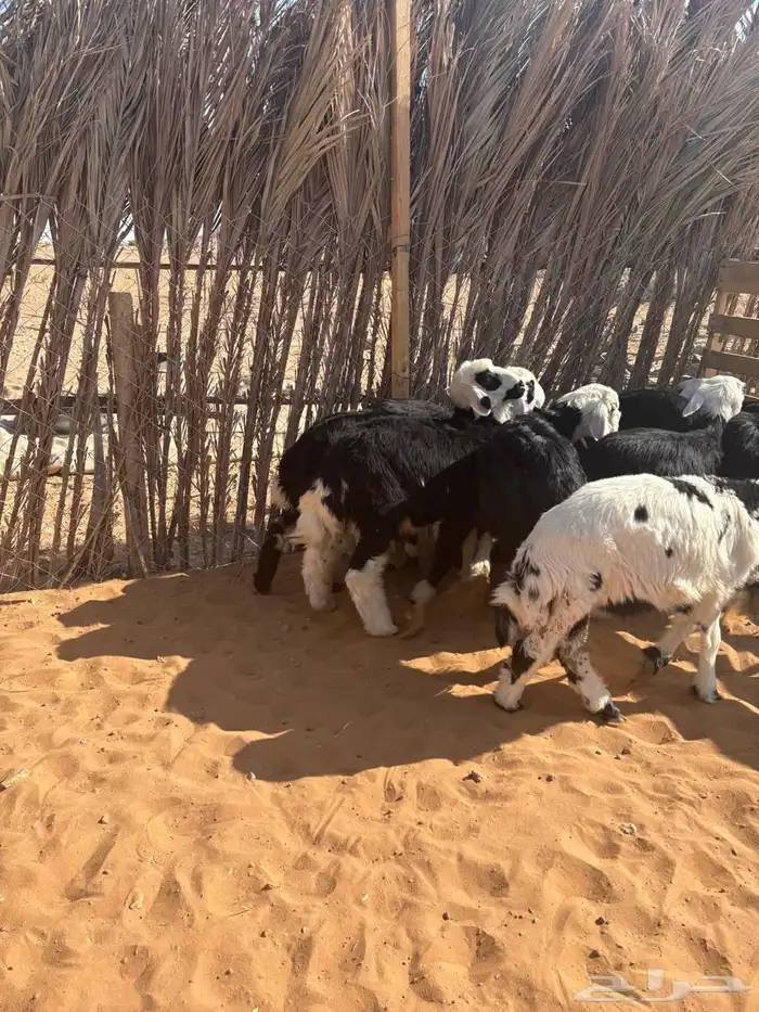 طلين ورحال نجد 2