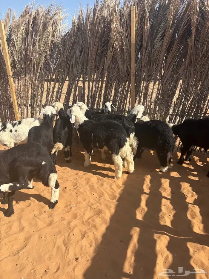 طلين ورحال نجد 0