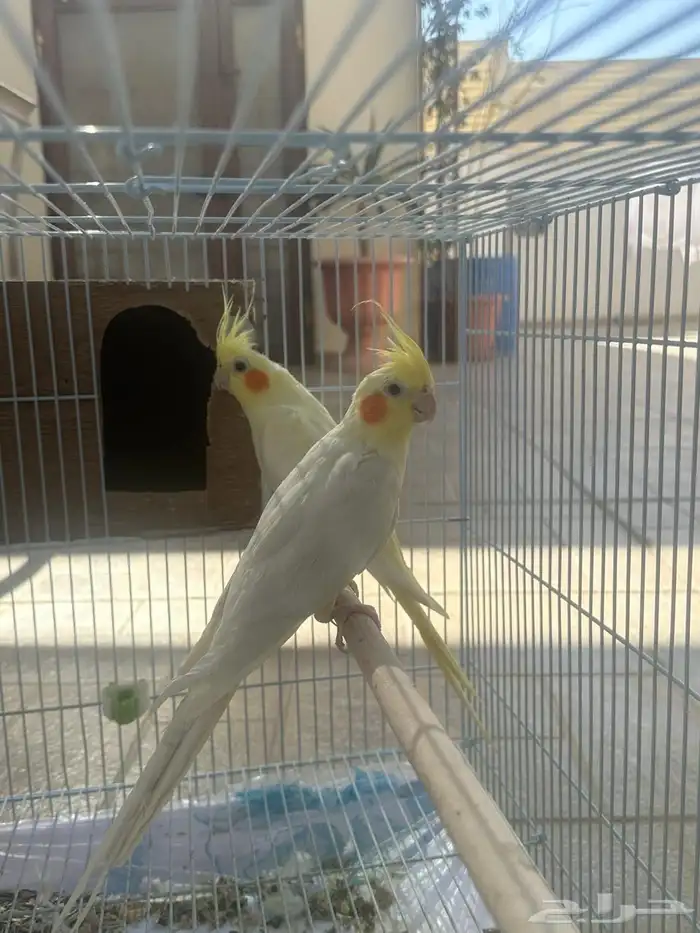 كروان ذكر و أنثى والفين على بعض سبق انتج صغار مع القفص 4