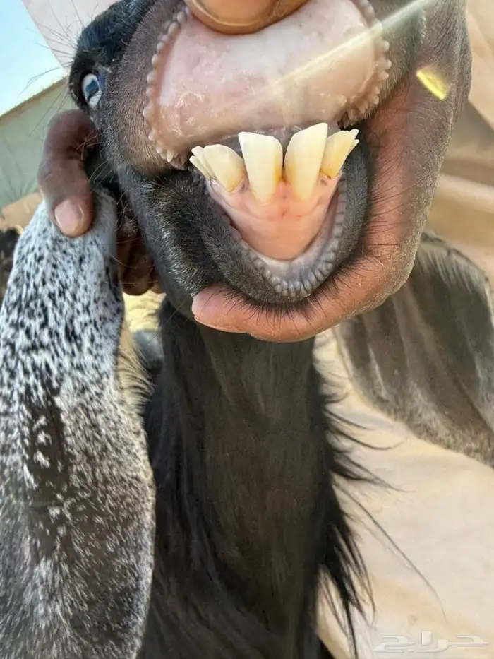 معزاء عوارض طيبه تم البيع 5