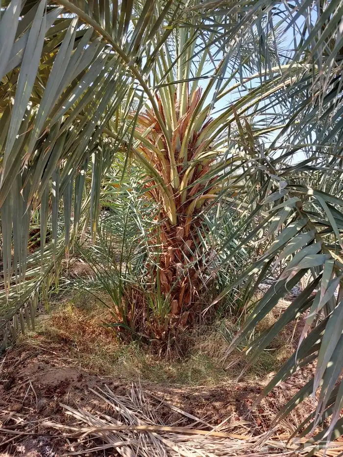 نخل للبيع نخيل اشجار نخيل عربي مثمر 5