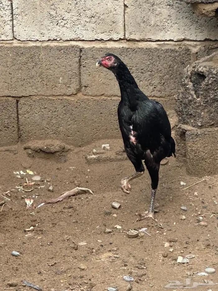 ديك شامو ياباني  دجاجه شامو الماني 4