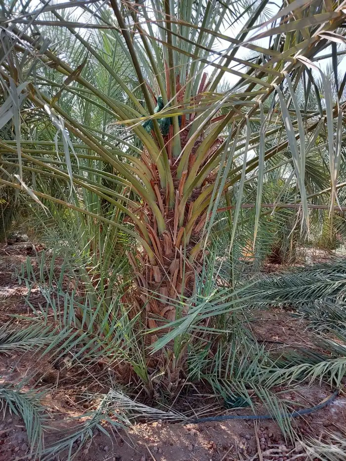 نخل للبيع نخيل اشجار نخيل عربي مثمر 11