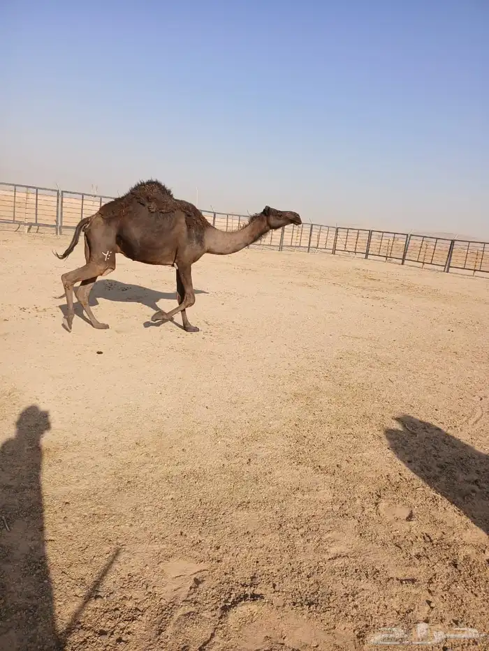 مجهم لقحه اقبل البدل بصفرا 5