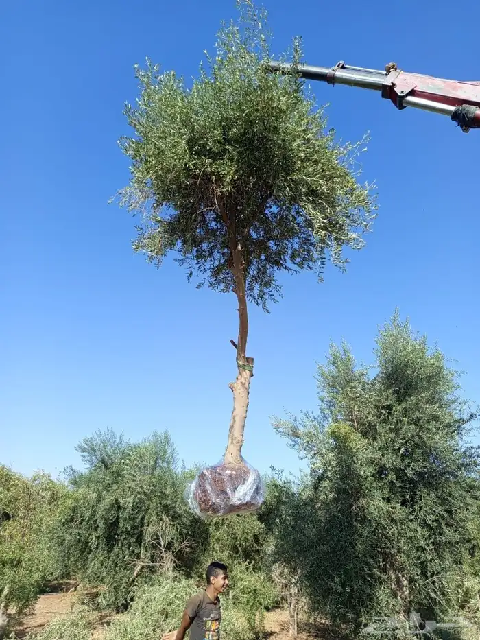 اشجار زيتون 15