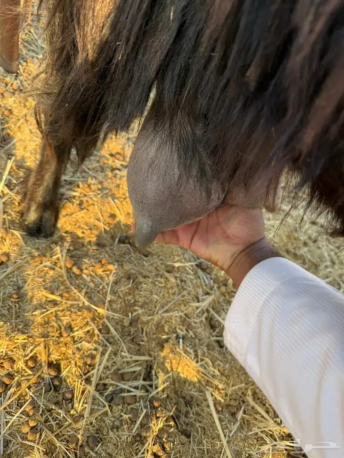 معزاء عوارض طيبه تم البيع 0