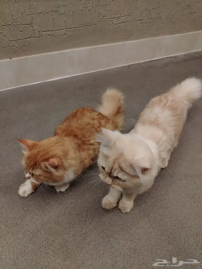 قطط اليفة للتبني بدون مقابل 3