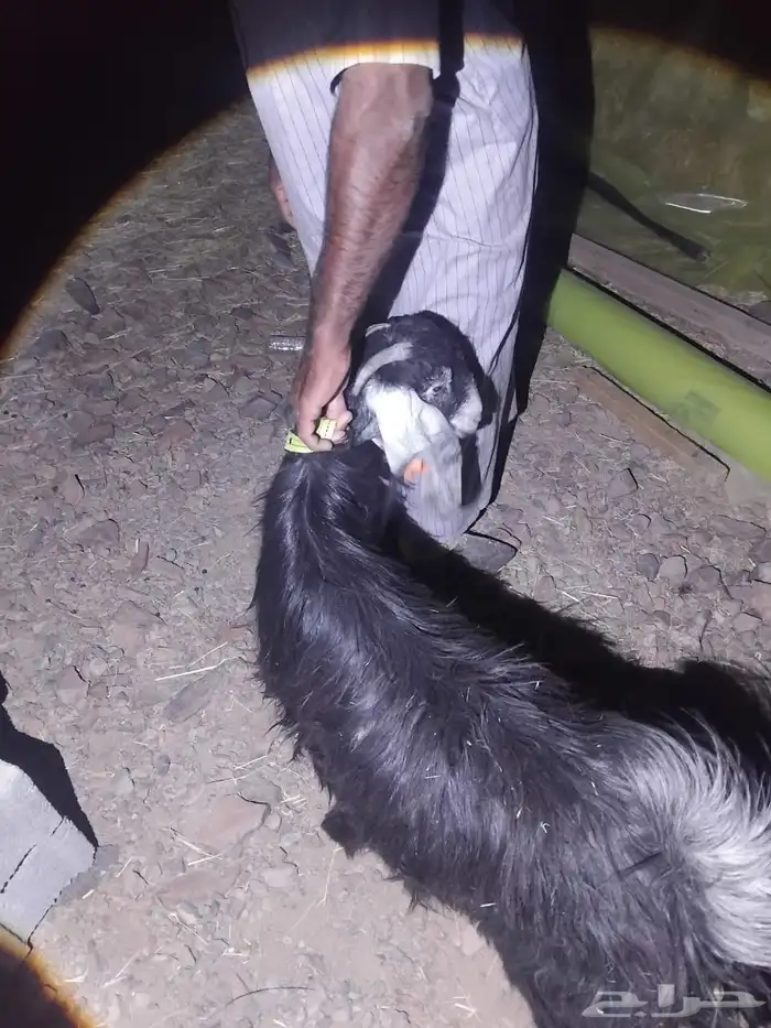 جفره ذبيحه ( تم البيع ) 2