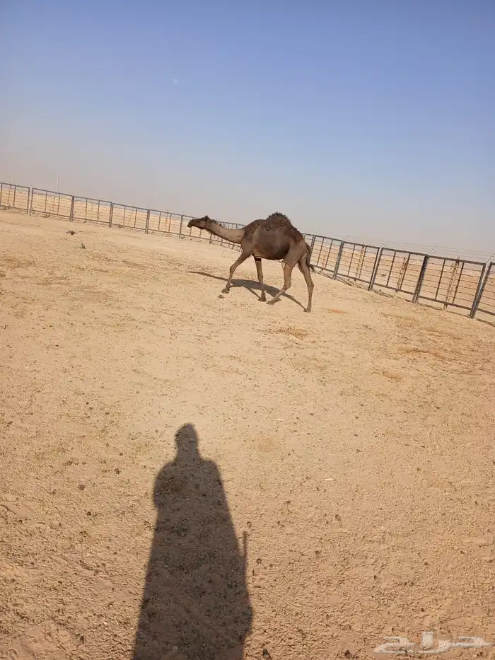 مجهم لقحه اقبل البدل بصفرا 6