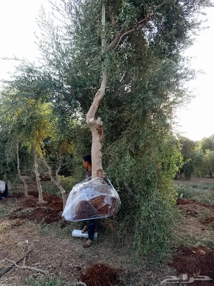اشجار زيتون 16