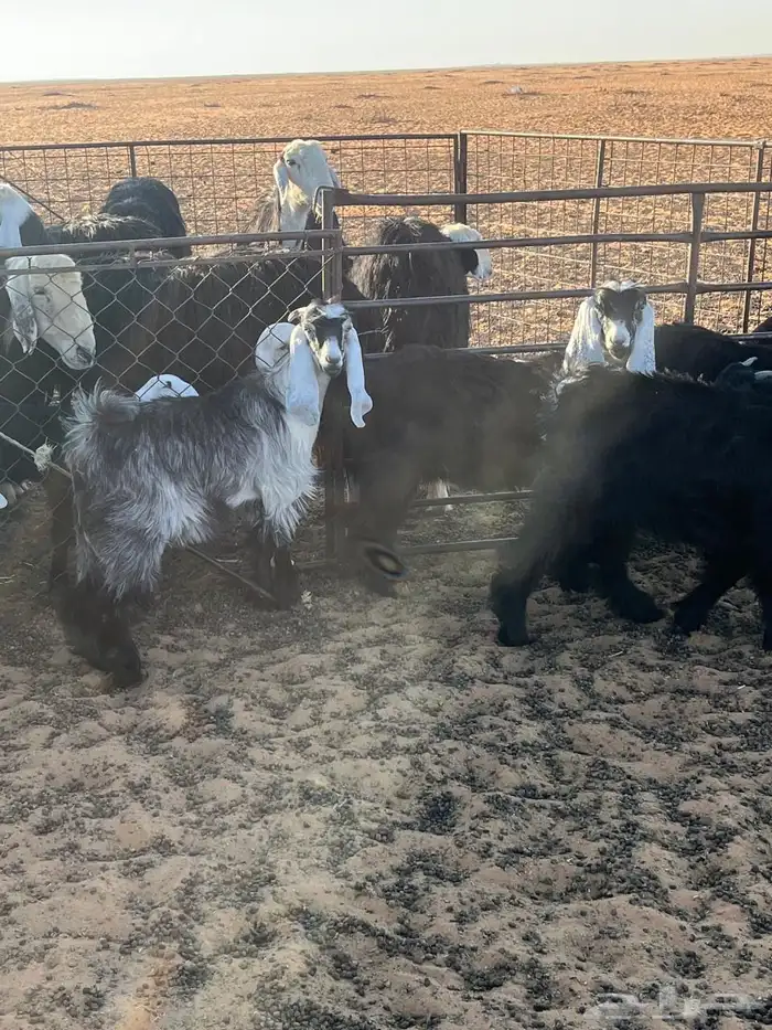 جفرات عوراض العدد 8وتيس العمر 6شهور الموقع شمال طلحة 0