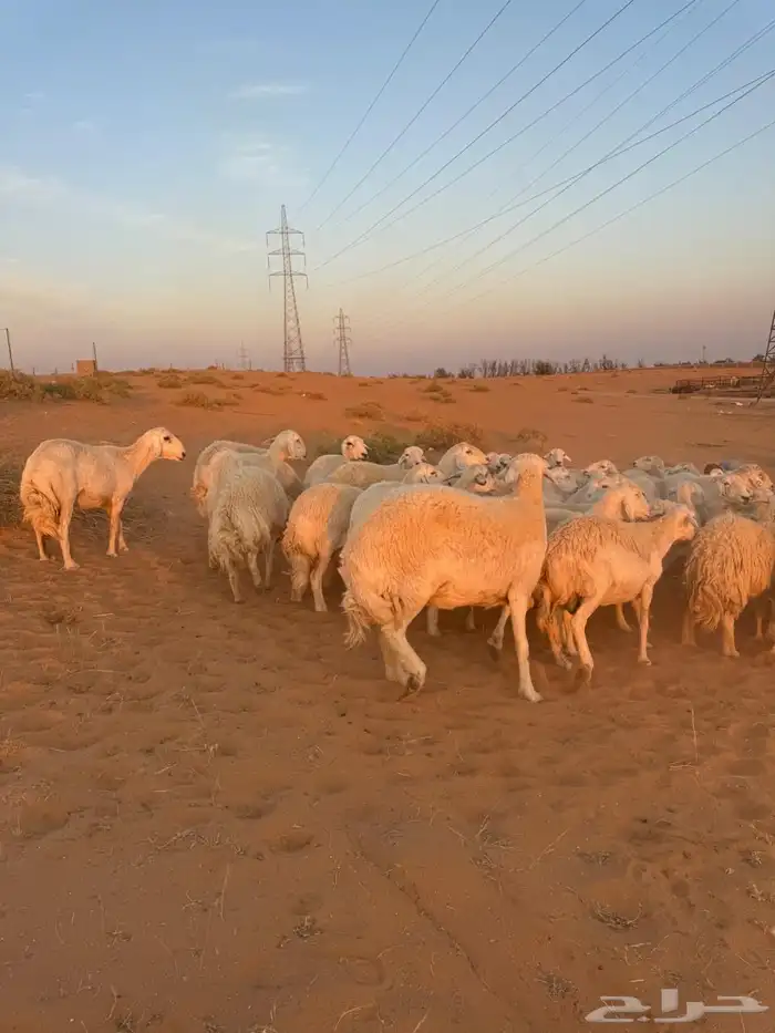 للبيع حريات ومعزاء 0